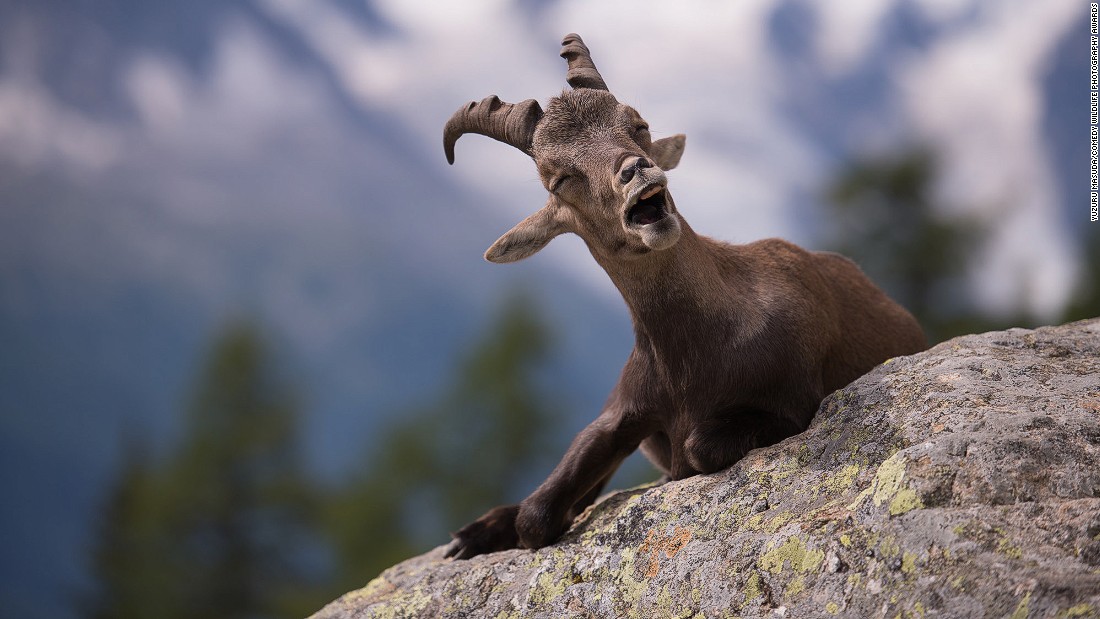 Picture 11 of 25 super funny moments of wild animals