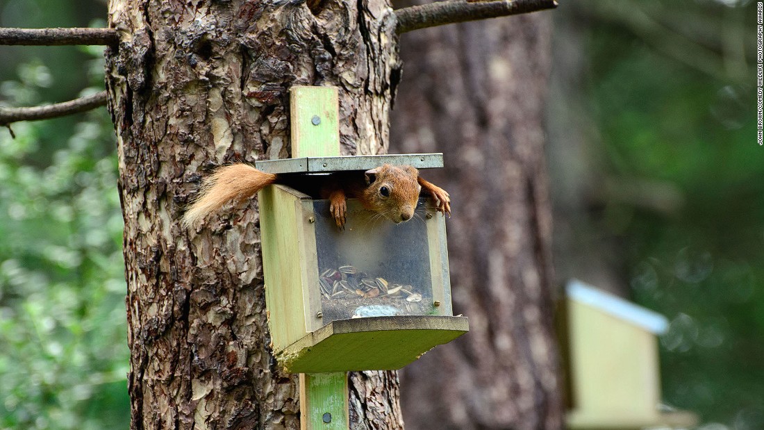 Picture 12 of 25 super funny moments of wild animals