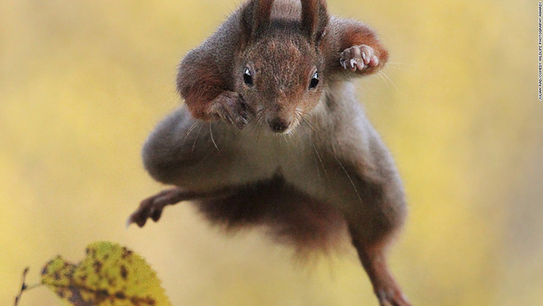 Picture 13 of 25 super funny moments of wild animals