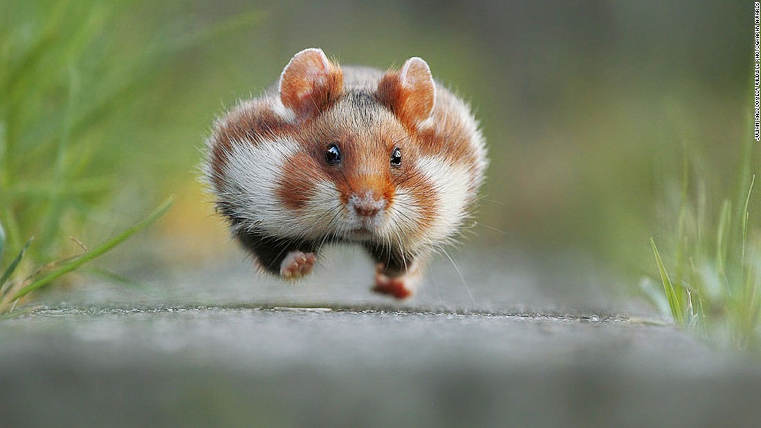 Picture 15 of 25 super funny moments of wild animals