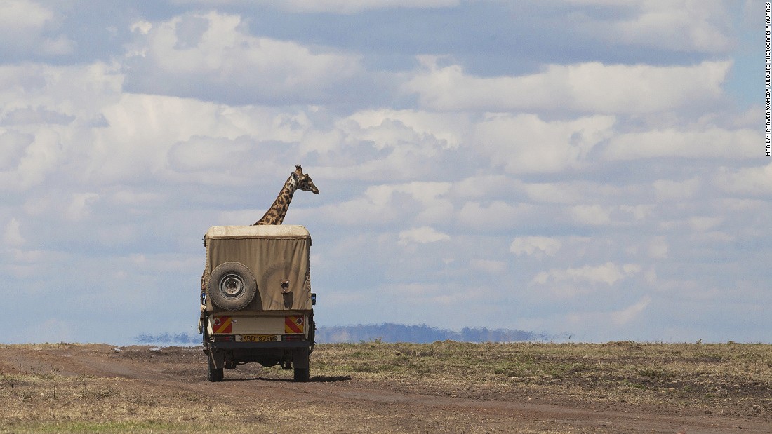 Picture 16 of 25 super funny moments of wild animals