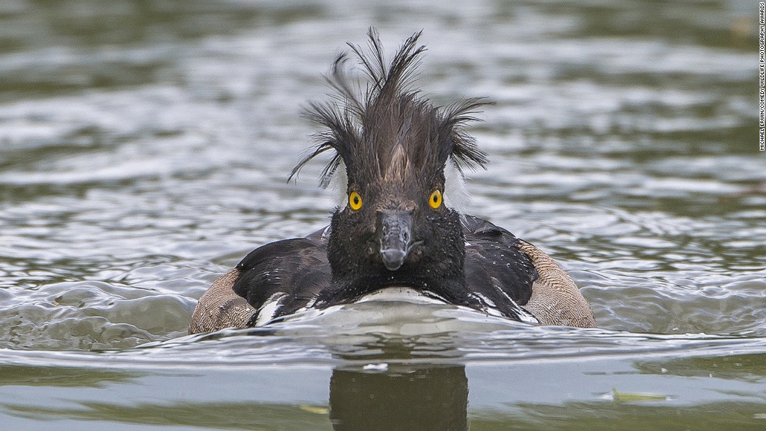Picture 17 of 25 super funny moments of wild animals