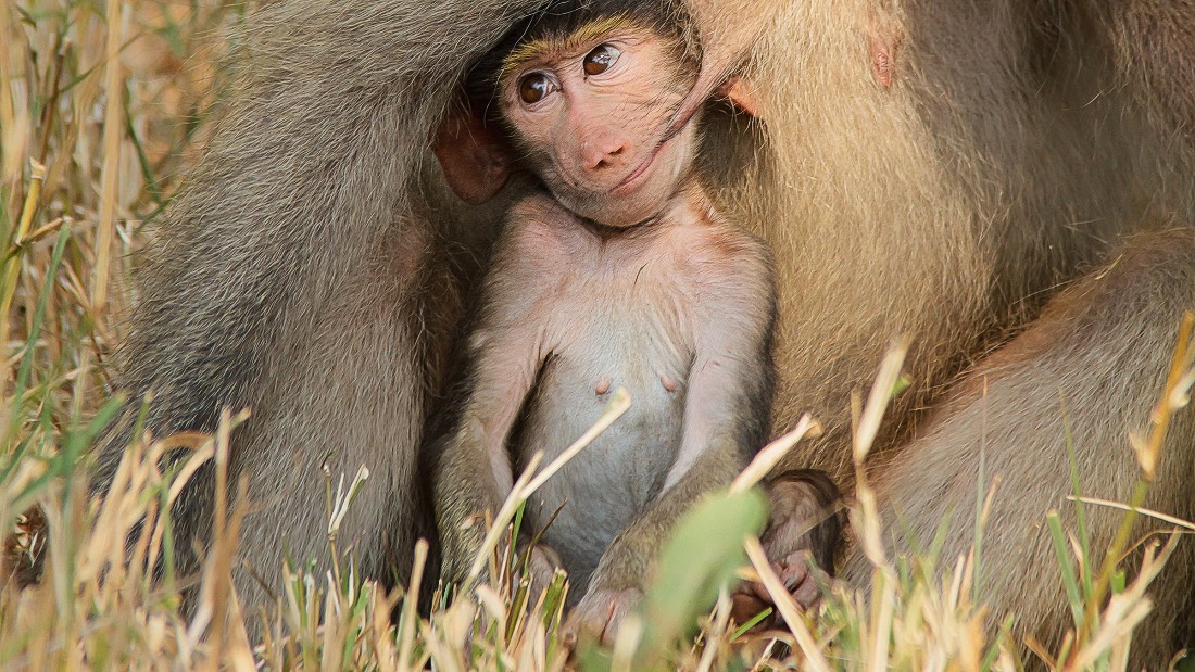 Picture 18 of 25 super funny moments of wild animals