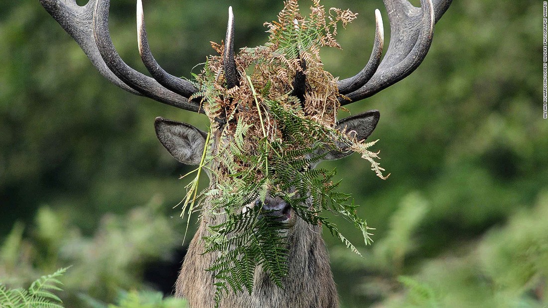 Picture 20 of 25 super funny moments of wild animals