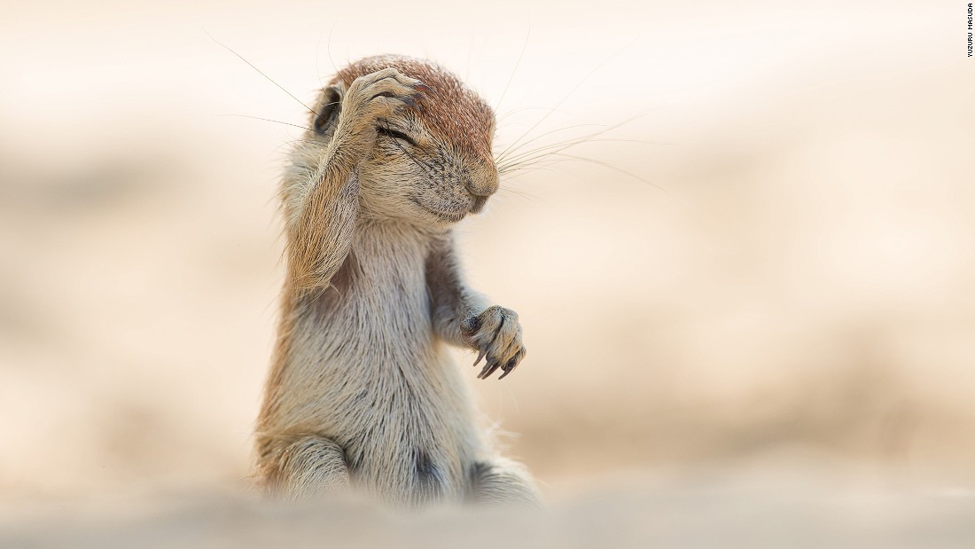 Picture 21 of 25 super funny moments of wild animals
