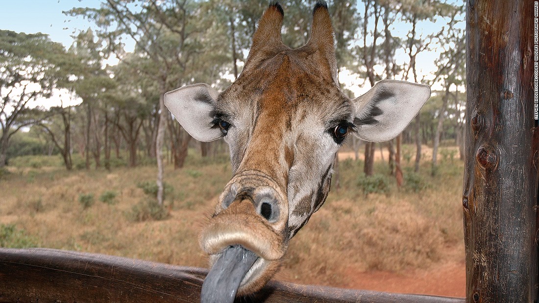 Picture 22 of 25 super funny moments of wild animals