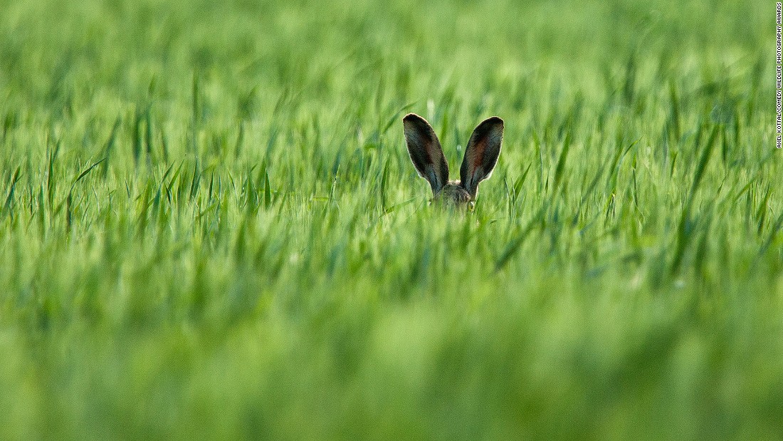 Picture 24 of 25 super funny moments of wild animals