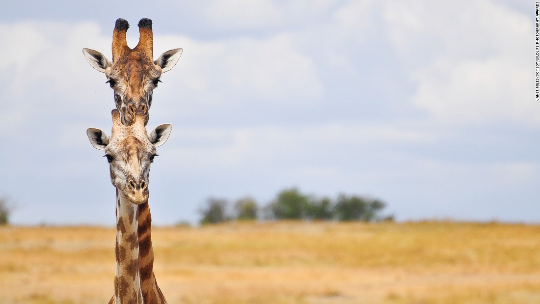 Picture 25 of 25 super funny moments of wild animals
