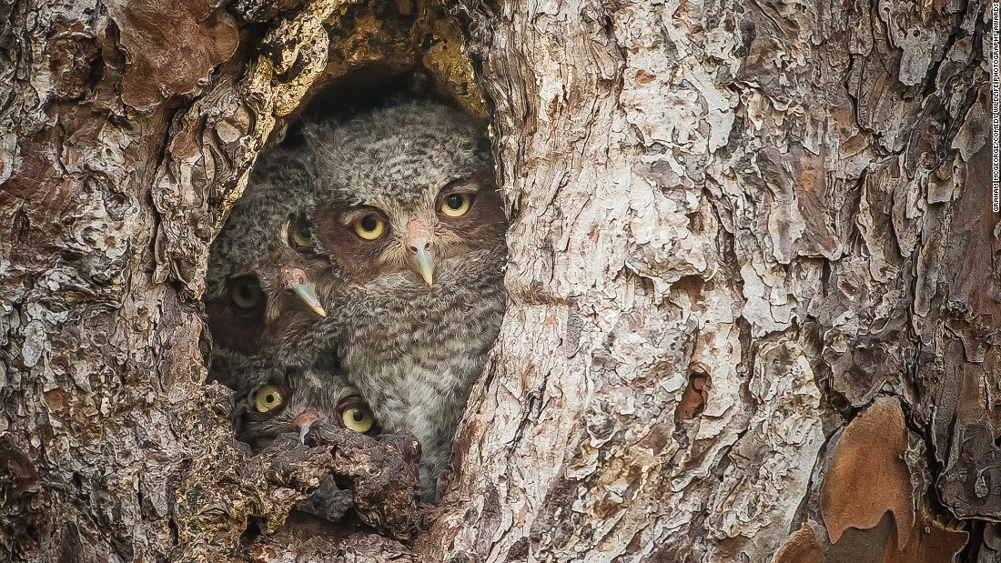 Picture 7 of 25 super funny moments of wild animals