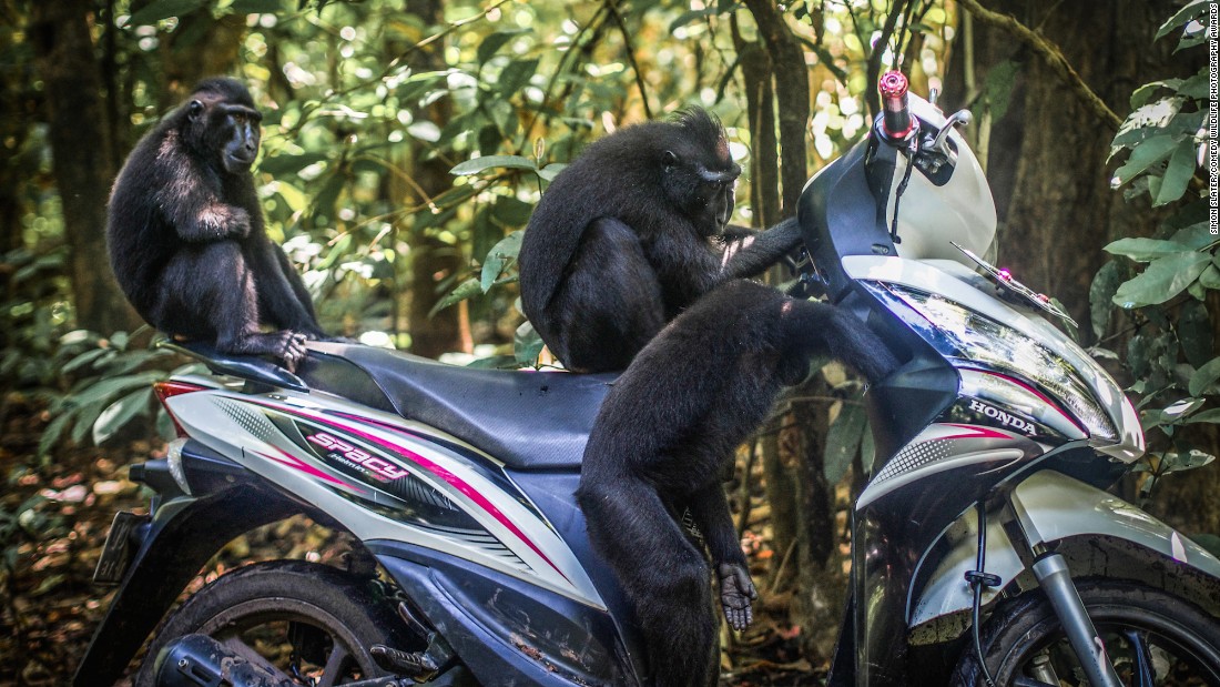 Picture 8 of 25 super funny moments of wild animals