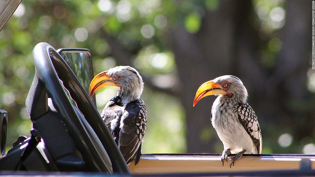 Picture 9 of 25 super funny moments of wild animals