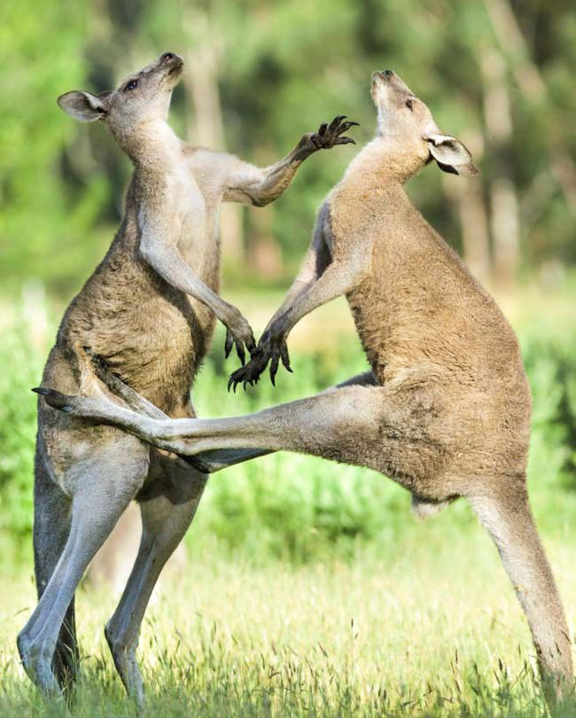 Picture 19 of 25 weird images only in Australia you need to know if you want to go there