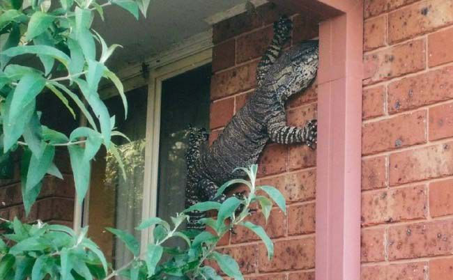 Picture 20 of 25 weird images only in Australia you need to know if you want to go there
