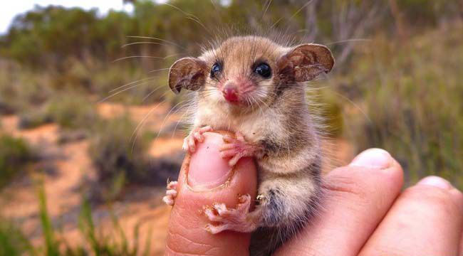Picture 21 of 25 weird images only in Australia you need to know if you want to go there