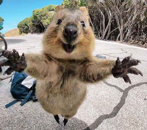 Picture 22 of 25 weird images only in Australia you need to know if you want to go there