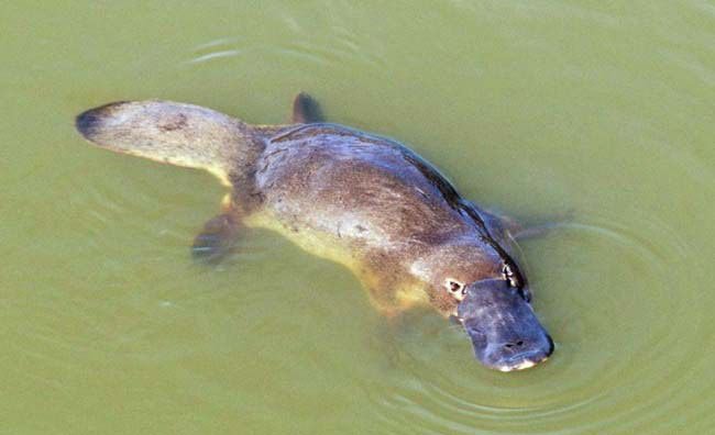 Picture 5 of 25 weird images only in Australia you need to know if you want to go there