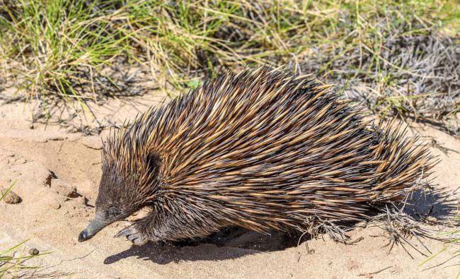 Picture 6 of 25 weird images only in Australia you need to know if you want to go there