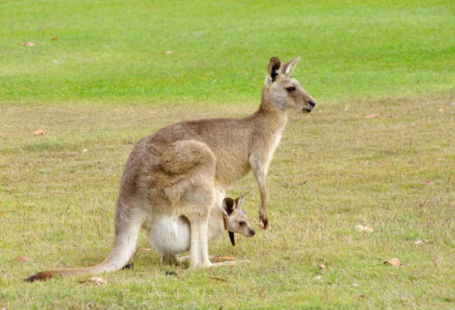 Picture 7 of 25 weird images only in Australia you need to know if you want to go there