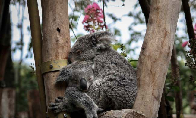Picture 8 of 25 weird images only in Australia you need to know if you want to go there