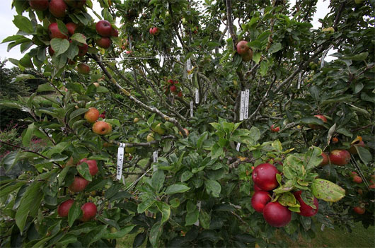 Picture 6 of 250 varieties of apples grow together on a tree
