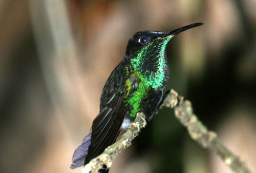 Picture 1 of 2500 species of birds may become extinct because of climate change