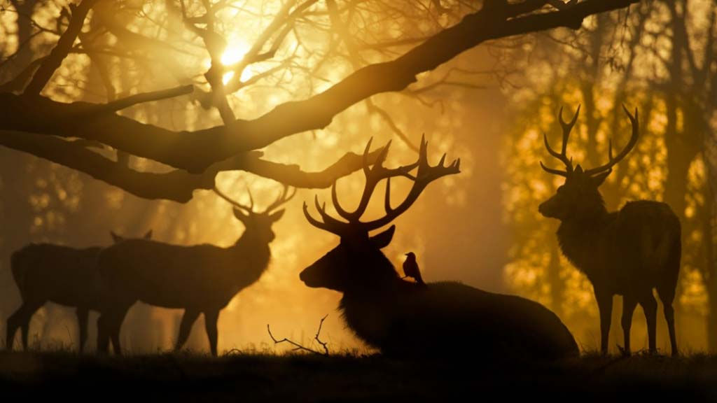 Picture 24 of 26 unbelievably perfect images