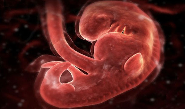 Picture 8 of 27 interesting facts about your heart