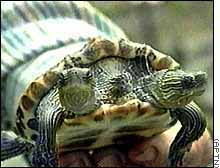 Picture 3 of 2-headed creatures