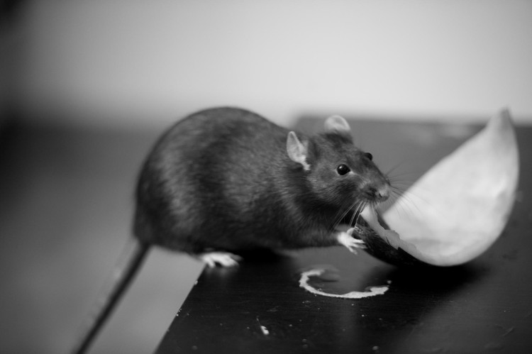 Picture 1 of 3 dangerous diseases spread from mice