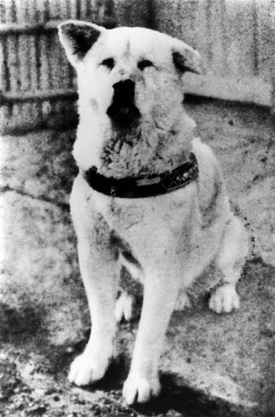 3 'legendary' dogs in world history images 3