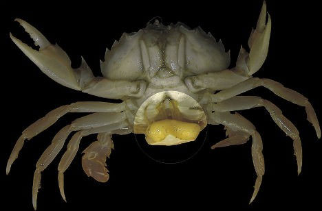 Picture 3 of 3 monsters 'monsters' can naturally turn their prey into ... zombies
