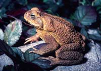 Picture 1 of 3 most dangerous invasive amphibians in the world