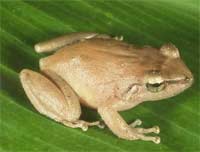 Picture 2 of 3 most dangerous invasive amphibians in the world