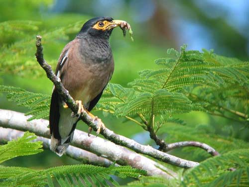 Picture 1 of 3 most dangerous invasive birds in the world