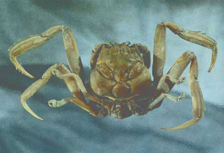 Picture 3 of 3 species of bizarre aquatic creatures with human face