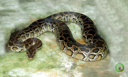 Picture 1 of 3 species of giant pythons in Vietnam