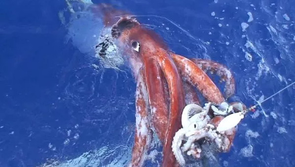 Picture 4 of 3 species of squid are labeled giant monsters from birth