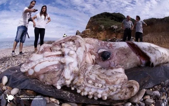 Picture 5 of 3 species of squid are labeled giant monsters from birth