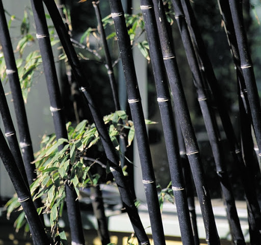 Picture 1 of 3 species of 'strange' endangered bamboo species in Vietnam