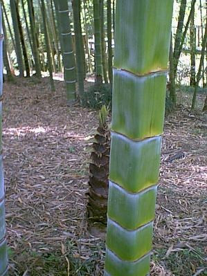 Picture 4 of 3 species of 'strange' endangered bamboo species in Vietnam