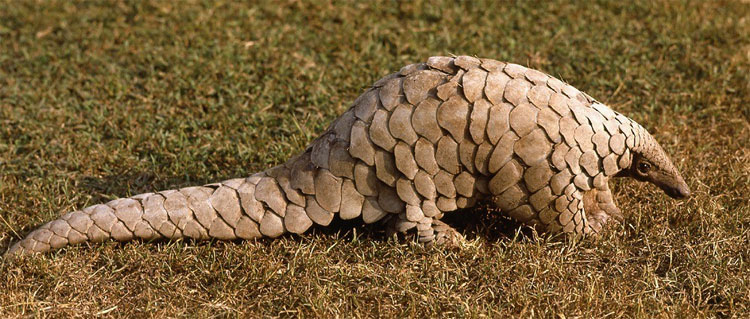 Picture 2 of 3 species of this Chinese mascot will disappear forever if nothing changes