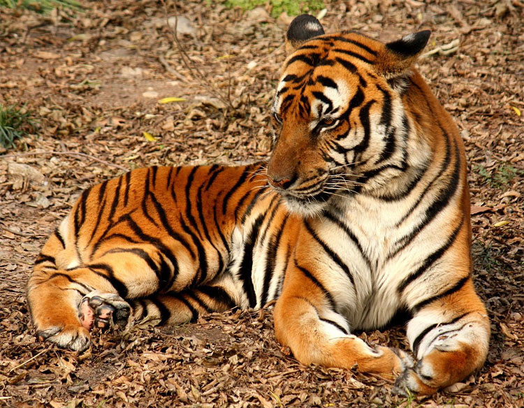 Picture 3 of 3 species of this Chinese mascot will disappear forever if nothing changes