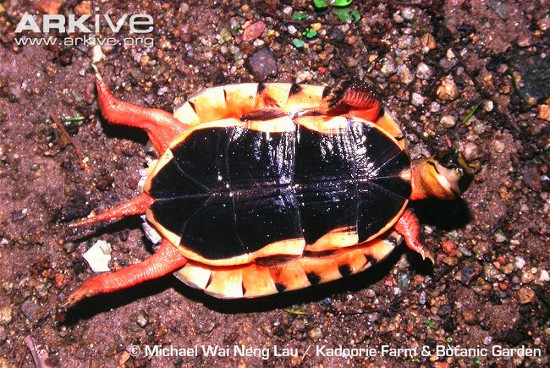 Picture 10 of 3 species of turtles 'most unusual transformation' in Vietnam