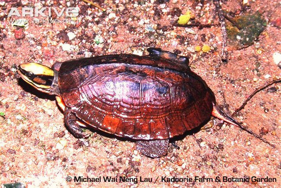 Picture 11 of 3 species of turtles 'most unusual transformation' in Vietnam