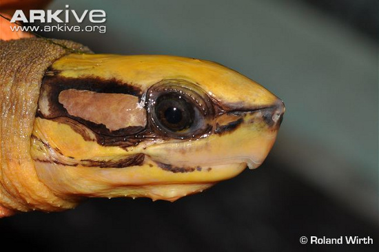 Picture 12 of 3 species of turtles 'most unusual transformation' in Vietnam