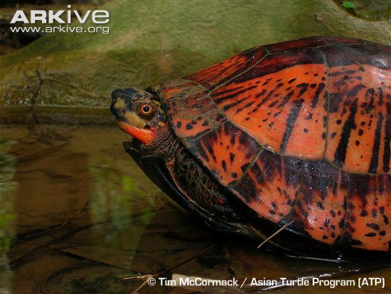 Picture 7 of 3 species of turtles 'most unusual transformation' in Vietnam