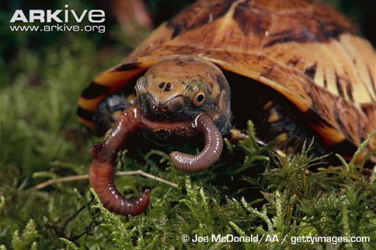 Picture 8 of 3 species of turtles 'most unusual transformation' in Vietnam