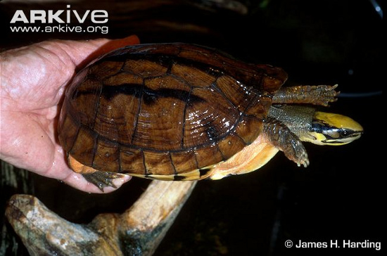 Picture 9 of 3 species of turtles 'most unusual transformation' in Vietnam