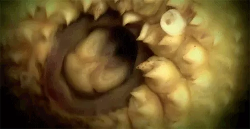 Picture 2 of 3 'water monsters' existed in life before dinosaurs appeared
