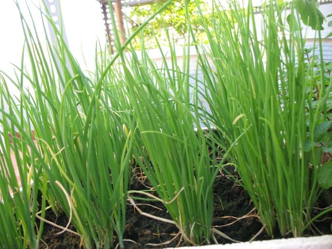 Picture 1 of 3 ways to grow super simple green onions at home